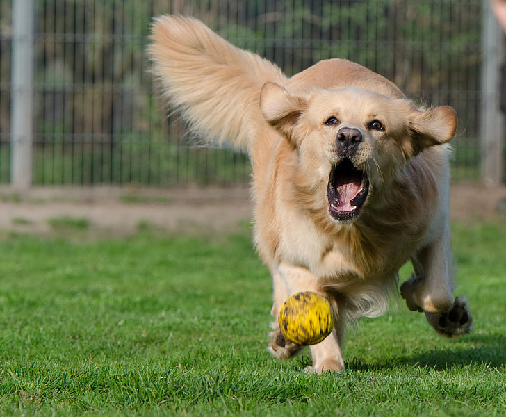 Gylden Gjenerverve, internatet, hunden pensjon, kenneler, hunden starter etter ballen, ballen jakt, Motion opptak
