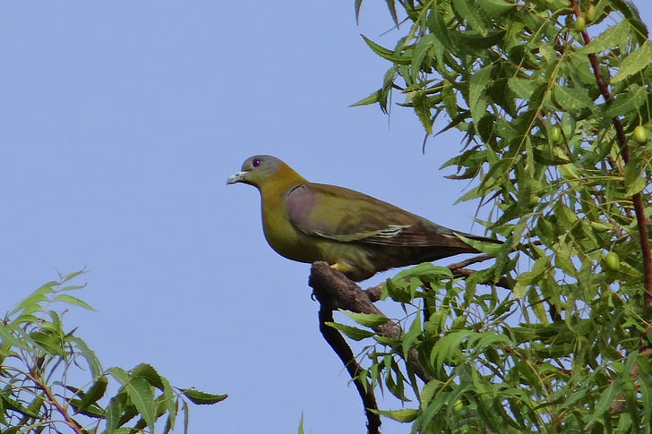 gul-footed grønne pigeon, Treron phoenicoptera, gul-benede grønne pigeon, fugl, Pigeon, yfgp, Indien