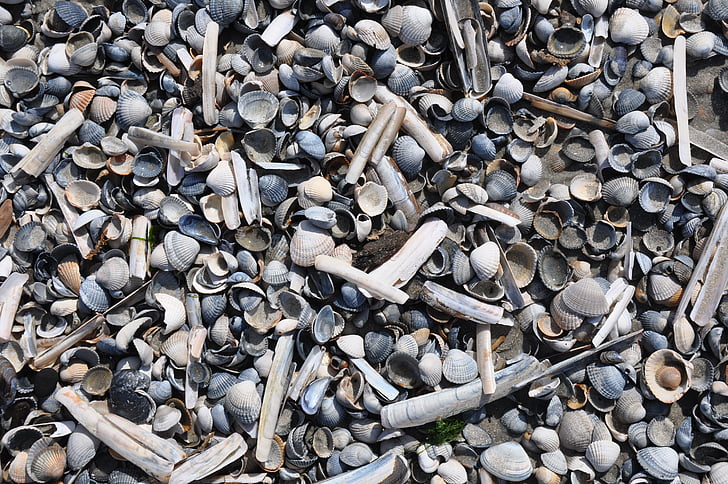 shells, shell, beach, nature, sea, background, shelling