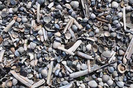 schelpen, shell, strand, natuur, zee, achtergrond, schillen