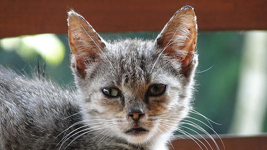 gato, gatinho, olhos de gato, Tomcat, animal de estimação, animal, bigode