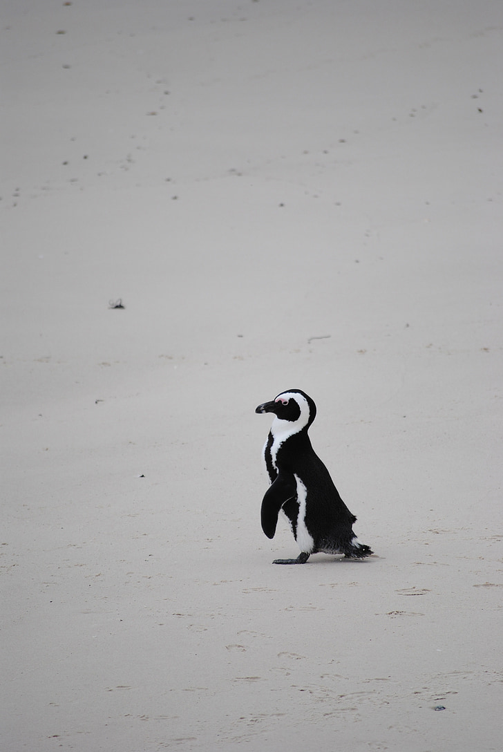 pinguin, plajă, Africa, Africa de Sud, Cape town, Boulders beach, mare