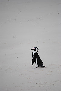 pingouin, plage, l’Afrique, Afrique du Sud, Cape town, plage de rochers, mer