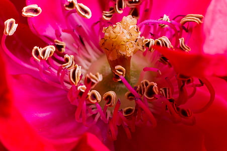 Bloom, Blossom, kukka, makro, Luonto, punainen, Rosa