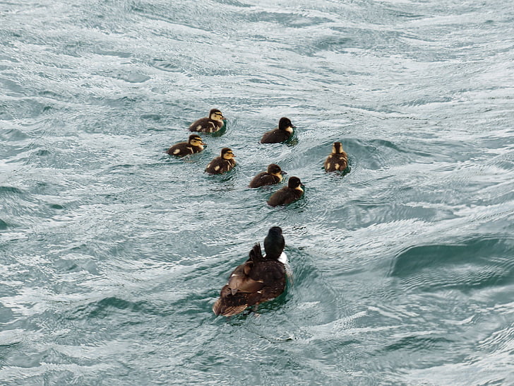 patke, patka obitelj, vode, plivati