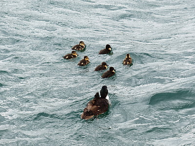 ànecs, família Duck, l'aigua, nedar