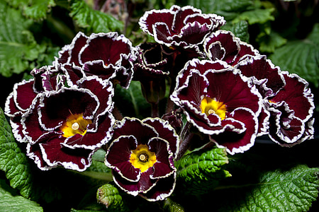 Primula, Violet, erikoislaatujen, Primrose, Primrose kasvihuonekaasujen, violetti, kevään