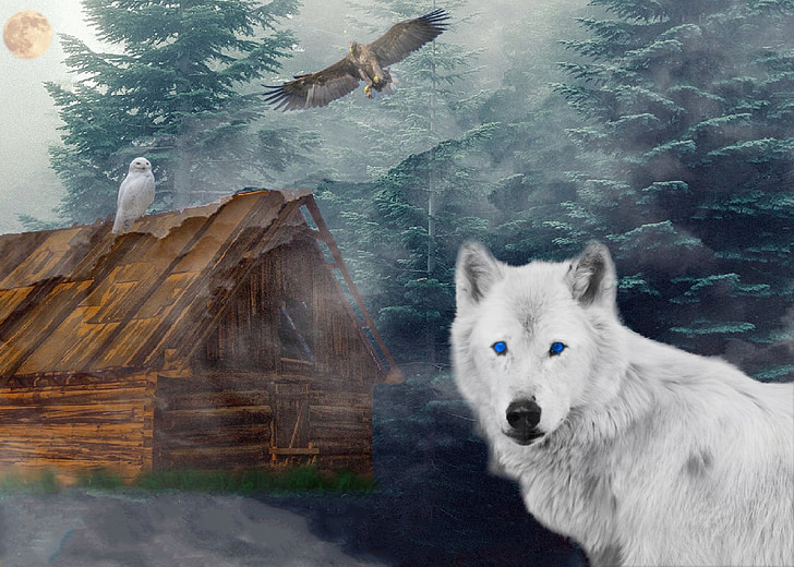 wolf, adler, owl, forest, hut, fog, moon