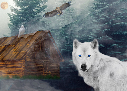 lobo, Adler, Coruja, floresta, cabana, nevoeiro, lua