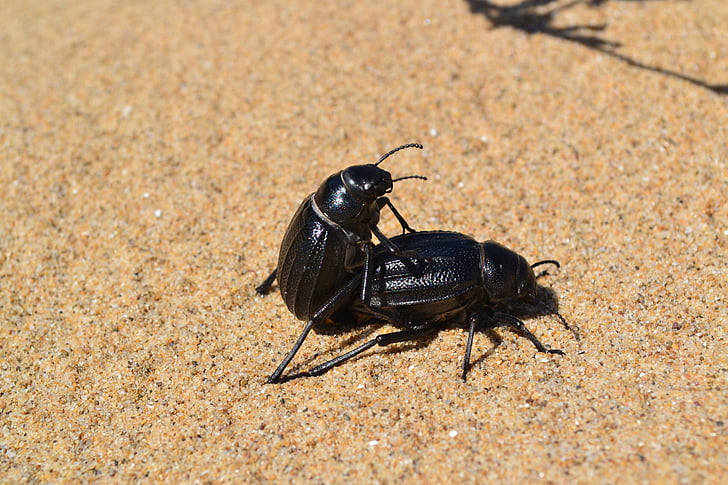 insect, cockroach, beach, sand