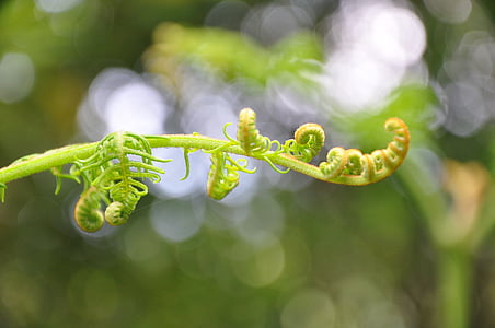 azores, nature, forest, fern, bokeh, background, sprout