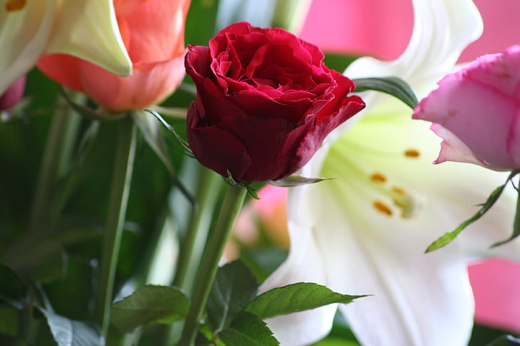 rosa, Rose, rosso, fiore, bouquet, romantica, fiori