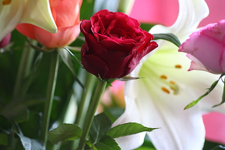 slējās, rozes, sarkana, puķe, pušķis, romantisks, ziedi