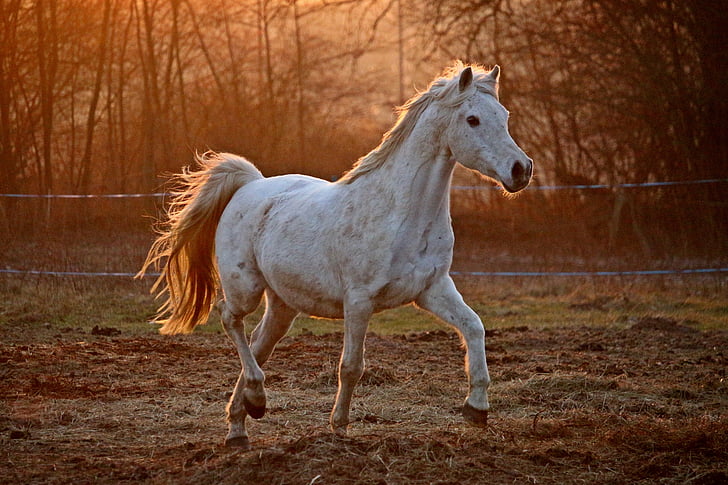 arklys, vakaro šviesa, pelėsiai, Grynakraujai jojamieji arkliai Arabijos, ganyklos, jausmas, abendstimmung