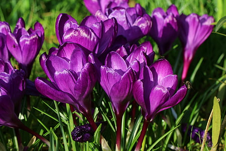 krokas, gėlės, pavasarį, žydėjimo, sodas, violetinė, gėlė