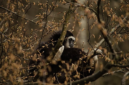 gibbon, monkey, tree, primate, zoo, white-handed gibbon, wildlife