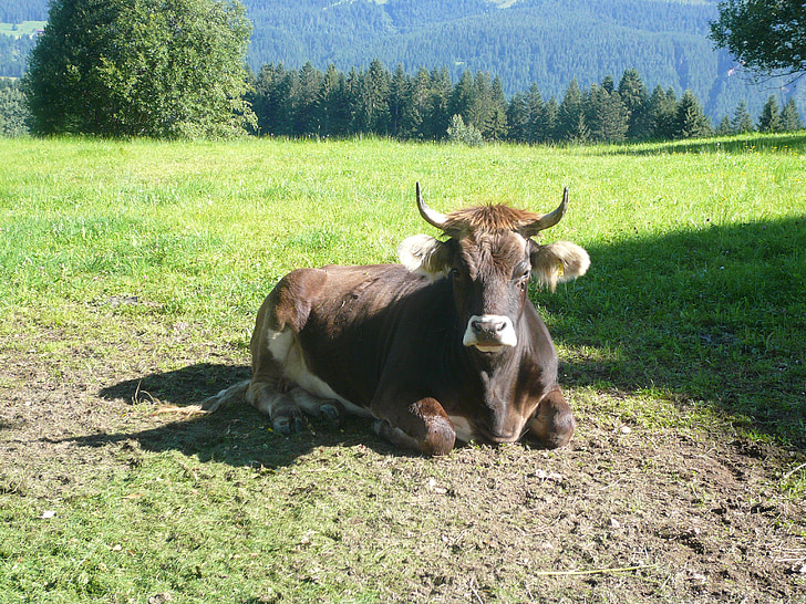 vache, Tirol, animal