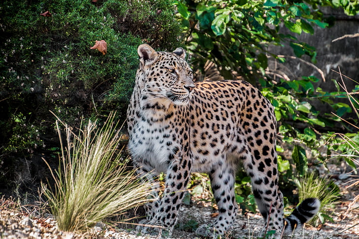 Leopard, Persană-leopard, portret, închide, Vezi, fata, wallpapper