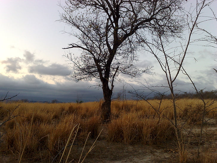 tree, landscape, brazil, nature, old tree, clouds, dry tree