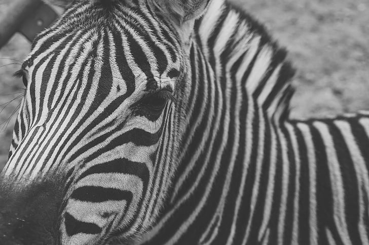zebra, nebrīvē, melnbalts, svītras, savvaļas dzīvnieku fotogrāfija, žogs, bēdīgs