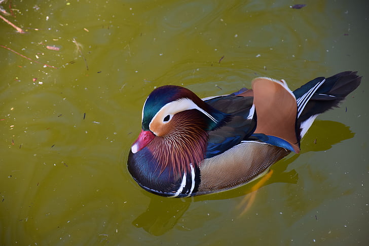 Mandarin ducks, krāsains, gaiša, daba, ūdens putnu, spalvas, krāsa