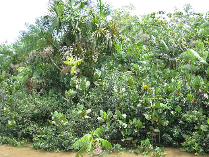 Amazon, regenwoud, Brazilië