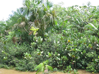 Amazon, kišna šuma, Brazil