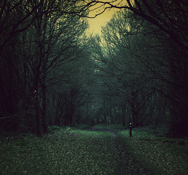 spooky, path, nature, woods, dusk, dark, forest