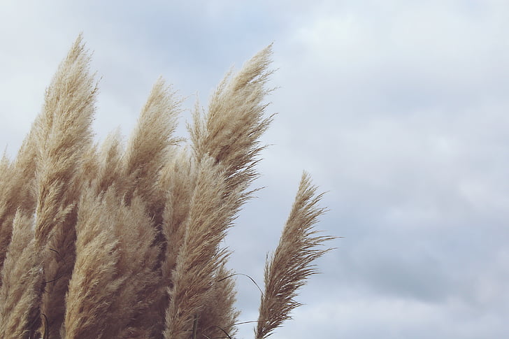 reed, plant, wind, nature, dry, windy, clouds
