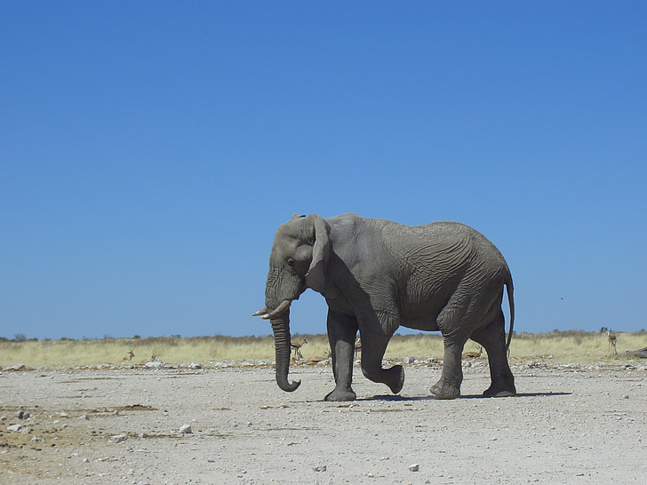 Gajah, alam, Namibia, gurun, Afrika, fauna