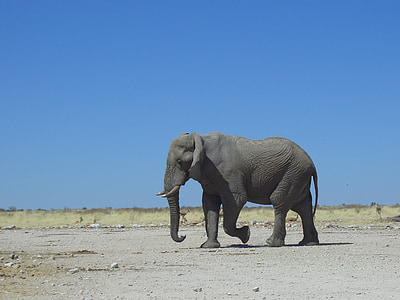 elefant, natur, Namibia, ørkenen, Afrika, fauna