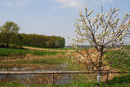 Пролет, природата, цъфтящи дървета, езерото, пейзаж, дърво, селски сцена