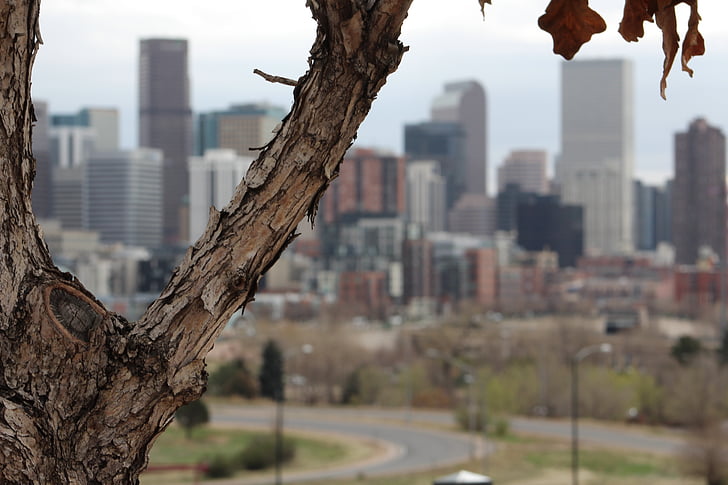 árbol, ciudad, urbana, naturaleza, Skyline, Denver, milla alta