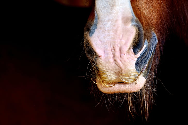 horse snout, shire horse, nostrils, close, animal, horse, big horse