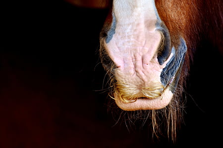 馬の鼻, シャイア馬, 鼻の穴, 閉じる, 動物, 馬, 大きな馬