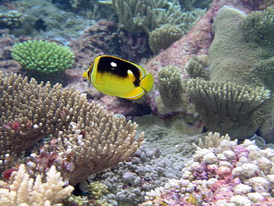 koralų, tarp, plaukti, žuvis, drugelis, po vandeniu, peizažai