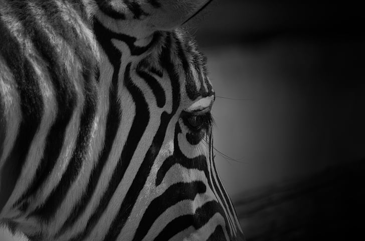 Zebra, randig, Zoo, djur, djurvärlden, naturen, huvud