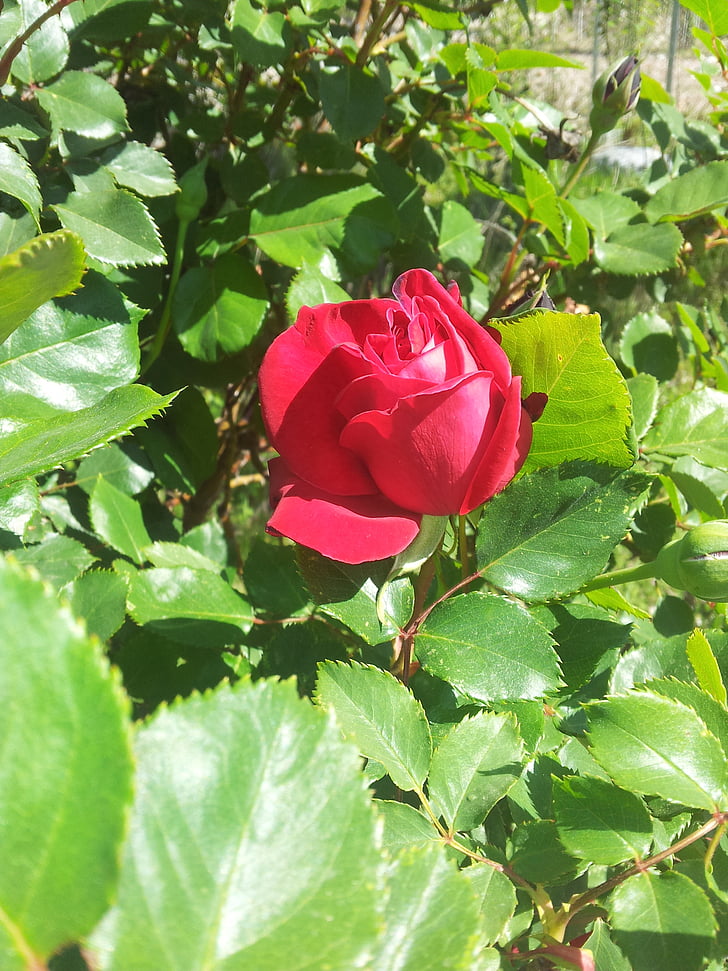 røde rose, roser, blomst, haven