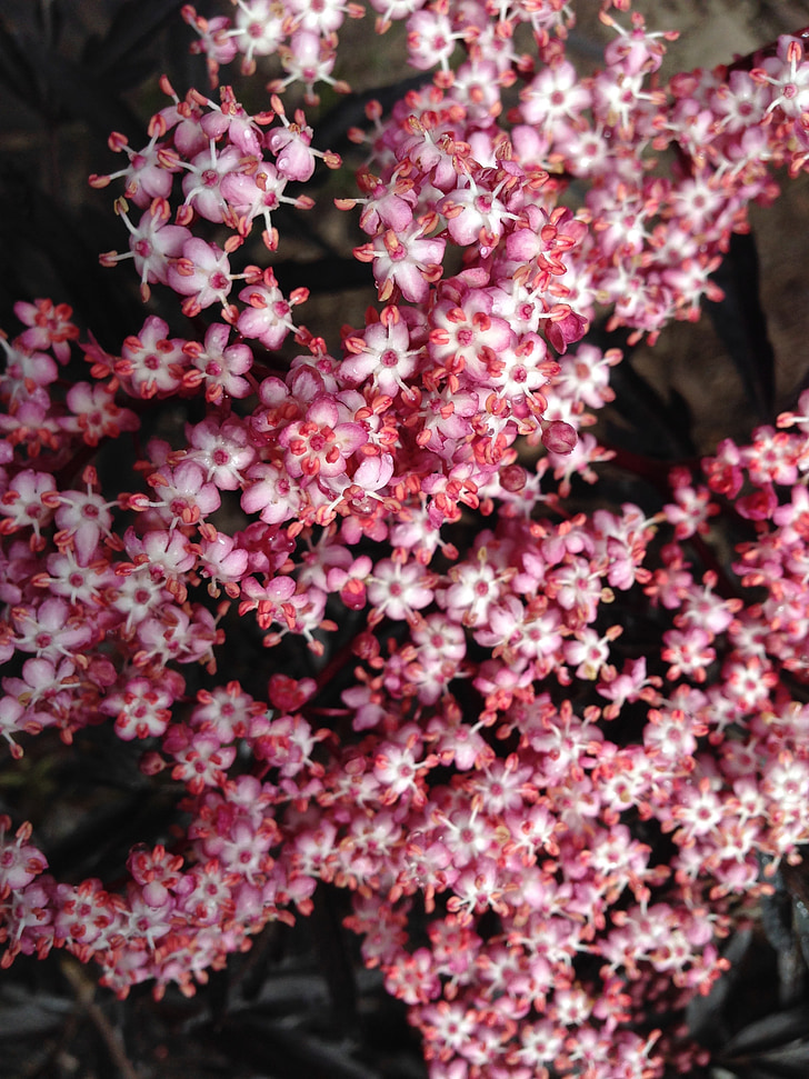 Tiny kukat, vaaleanpunaiset kukat, seljanmarja, kukkii