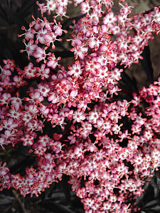 小さな花, ピンクの花, ニワトコ, 花