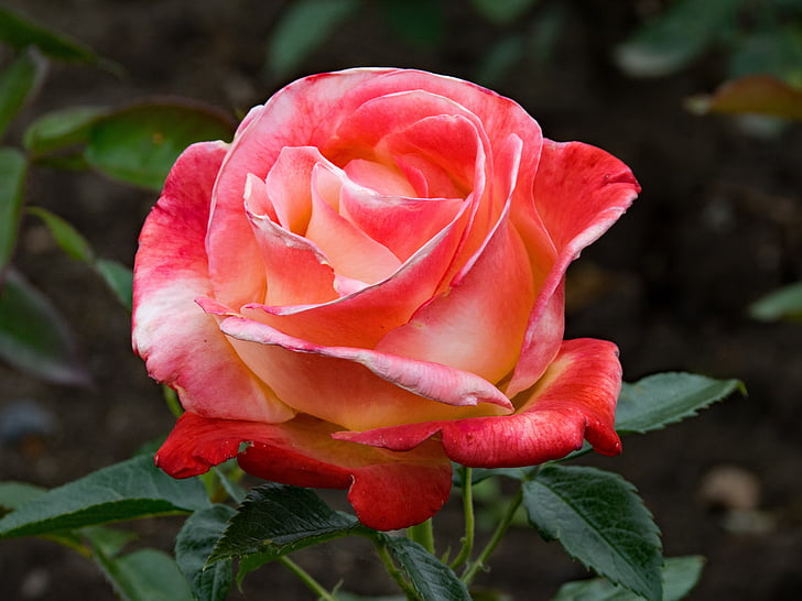 Rosa, Vendée impériale, floribunda, flors, blanc, vermell, taronja