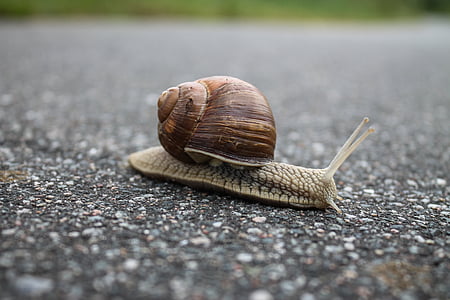 alone, animal, asphalt, brown, close-up, gastropod, ground
