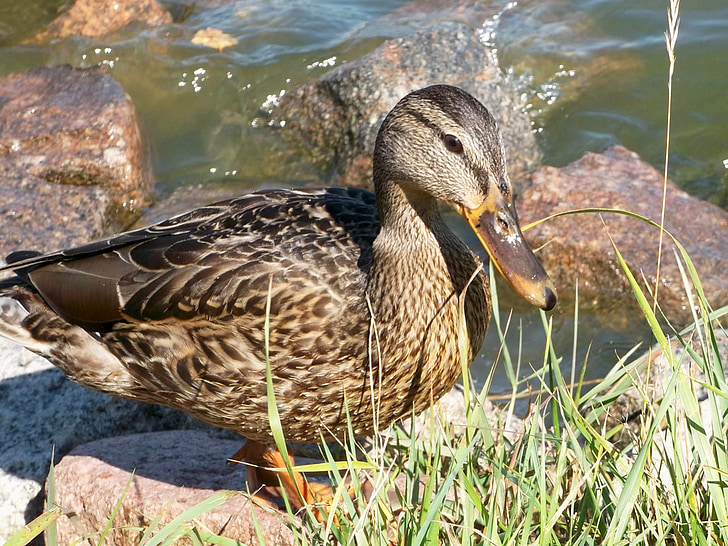 anatra, animale, acqua, uccello