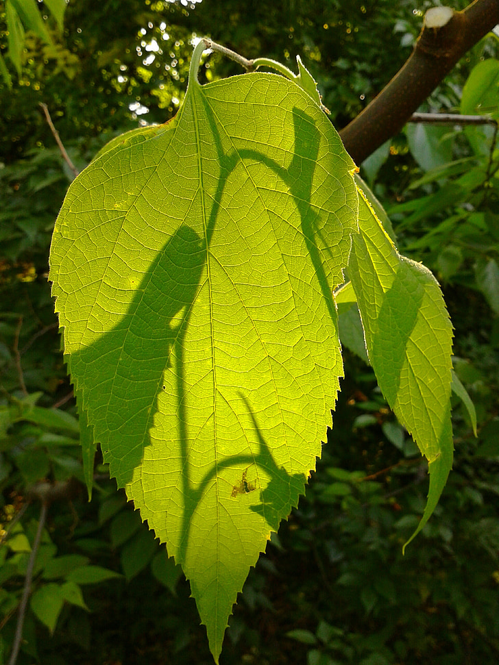 Leaf, daba, zaļa, dārza