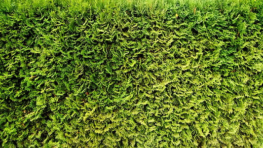 verde, follaje, al aire libre, textura, naturaleza, planta, natural
