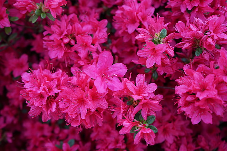 azalea, spring, flowers, nature, pink flower, red flowers, plants