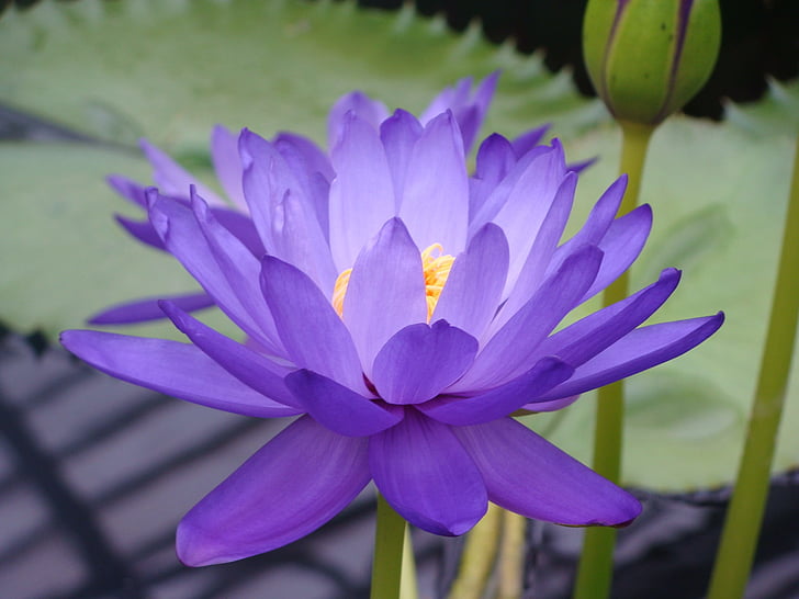 water lily, nymphea, lotus, blue lotus, nympheaceae, careulea, flower