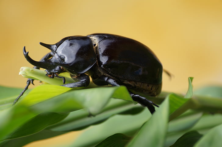 bug, animals, forest, insect, nature, beetle, animal