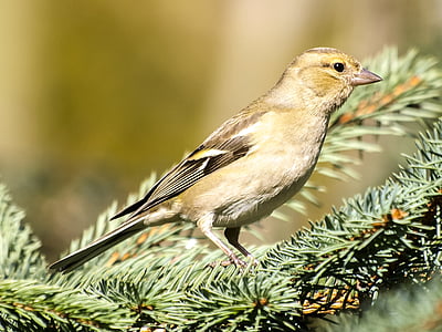 chaffinch, fink, bird, songbird, garden bird, nature, animal