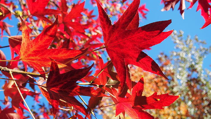 hojas, caída, follaje, árbol, otoño, hoja, naturaleza